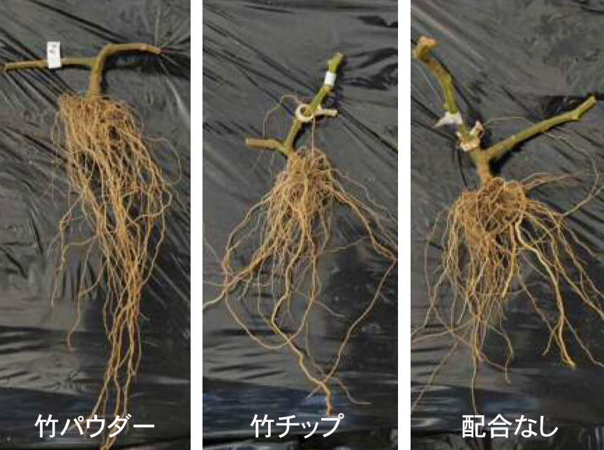 竹パウダー混入土で生育したトマトの根の方が大きい